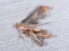 Caloptilia elongella